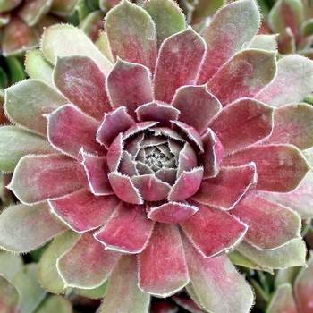 Молодило Sempervivum BigSam™ 'Power Grenade'  